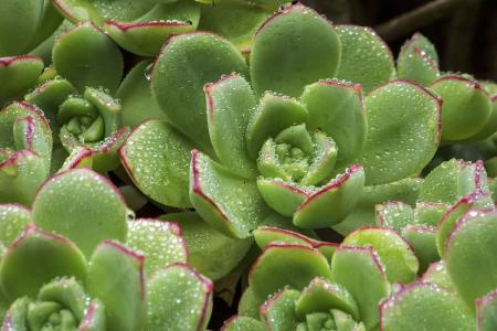 ¹ú¼ÒÎÀ½¡Î¯£ºÁ½½ÚÆÚ¼äÑÏ·À³öÏÖ¾Û¼¯ÐÔÒßÇé