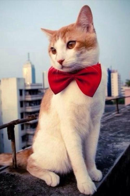 Õã½:ɧÈŵ绰¼·Õ¼ 110×ܽӾ¯Á¿³¬ËijÉΪÎÞЧ¾¯Çé