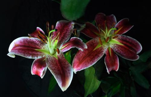 ¼Ò¹úÇ黳ڹÊ͹é¹úѧ×ÓÐÄÀíÃÜÂë:»Ø¹ú²»ÐèÒªÀíÓÉ